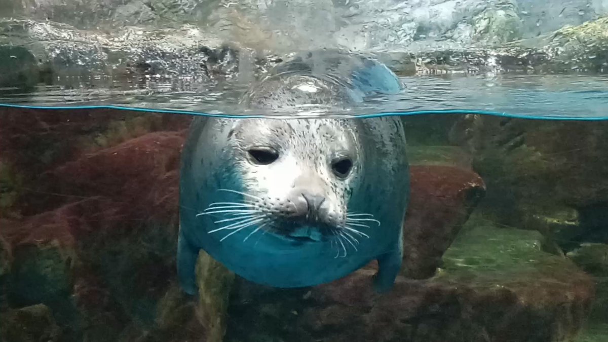 睦月 (@mutsuki__0723) / Posts / X