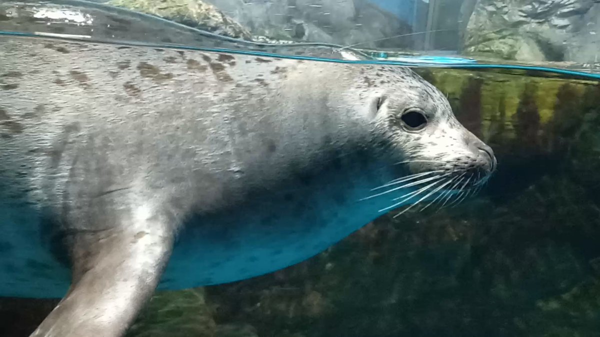 睦月 (@mutsuki__0723) / Posts / X