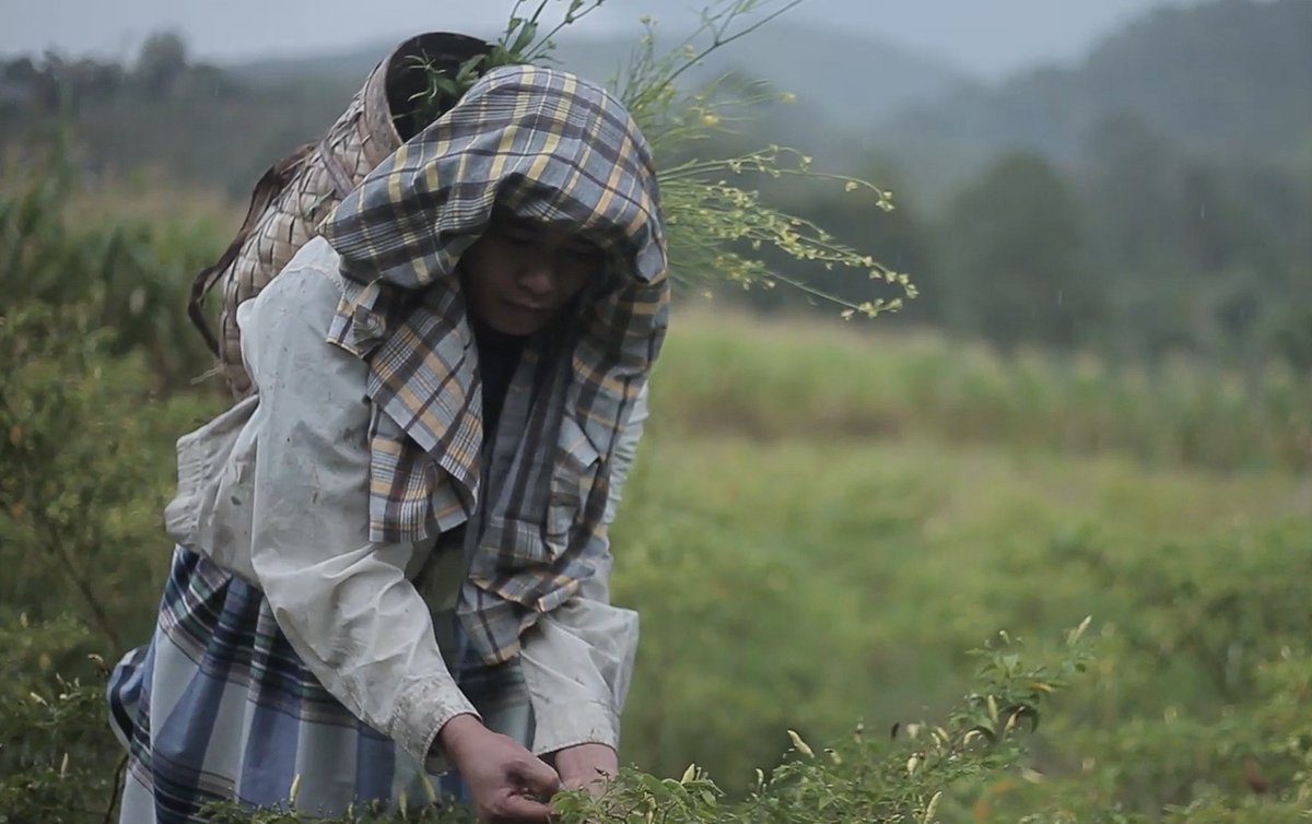 NTFP-EP Asia tweet media