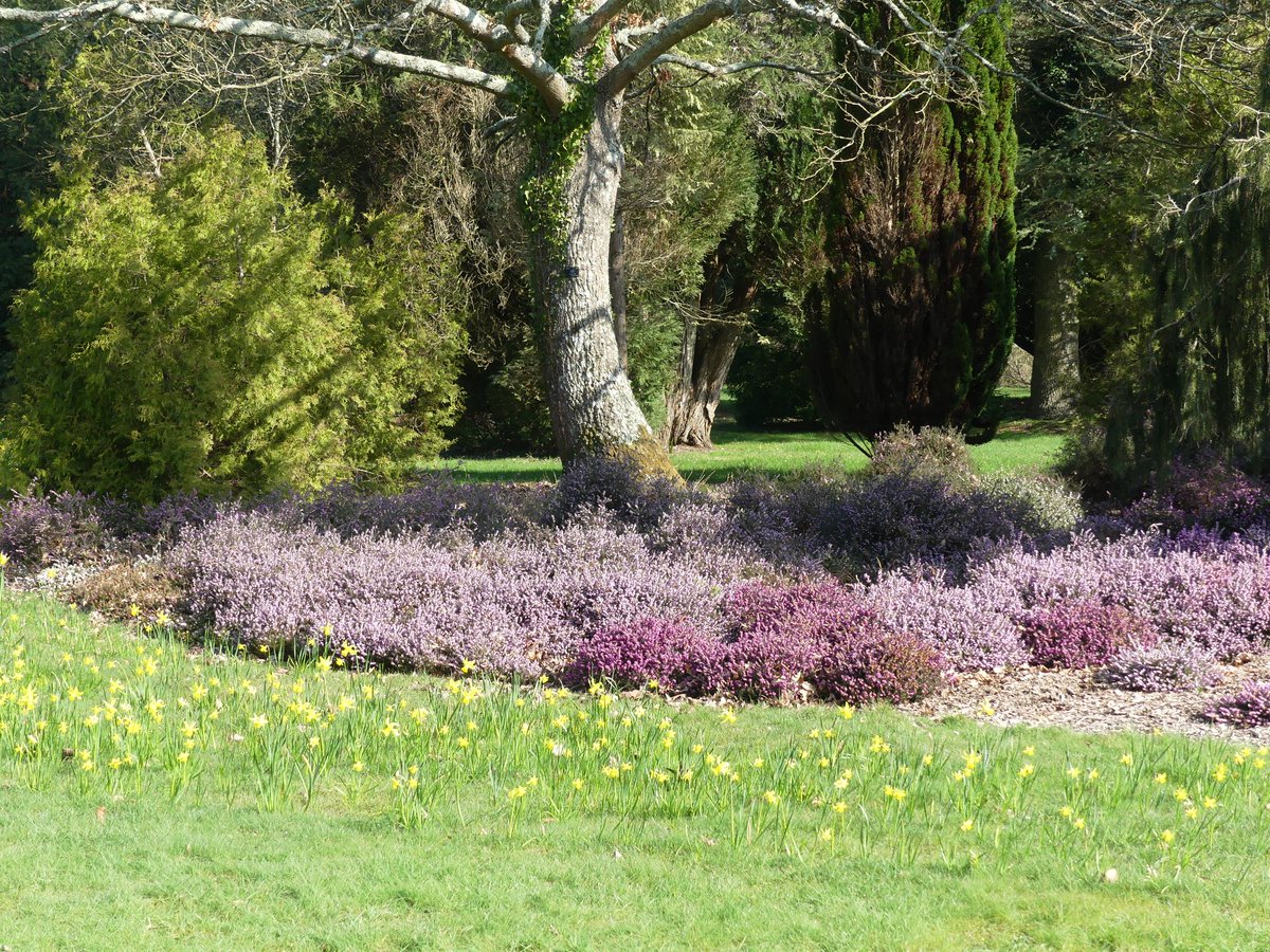 pmillar53's tweet photo. The heather garden at Exbury is always lovely to see and it didn't disappoint today. https://t.co/gvoDb92otF