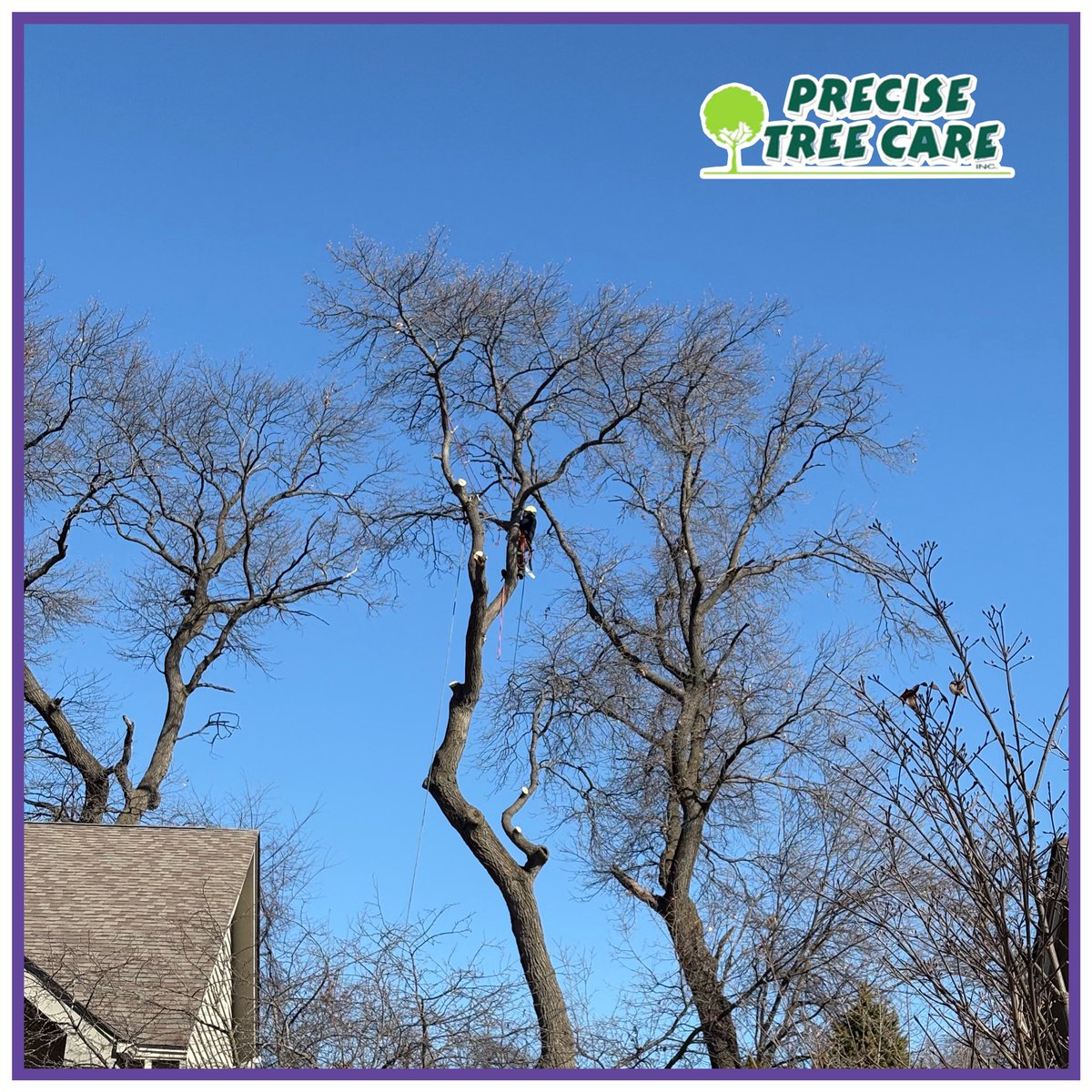 PreciseTreeCare's tweet photo. Trees do not always look dangerous from the ground. This one still had a full canopy, but it was showing signs of internal decay, which meant its structural integrity was starting to fail. When a tree like this is close to a home, it can quickly become a serious hazard. https://t.co/beBzGlqKiS
