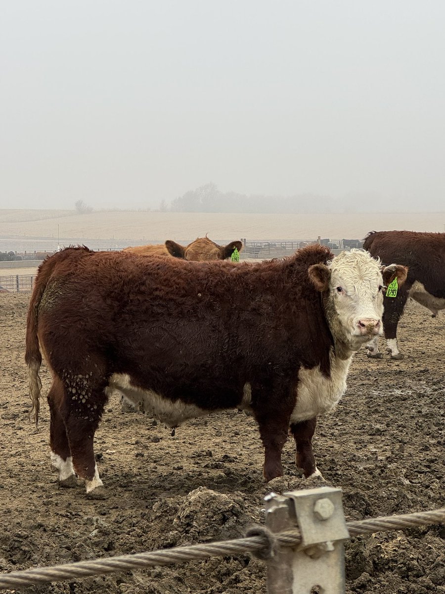 Chase Larson tweet media