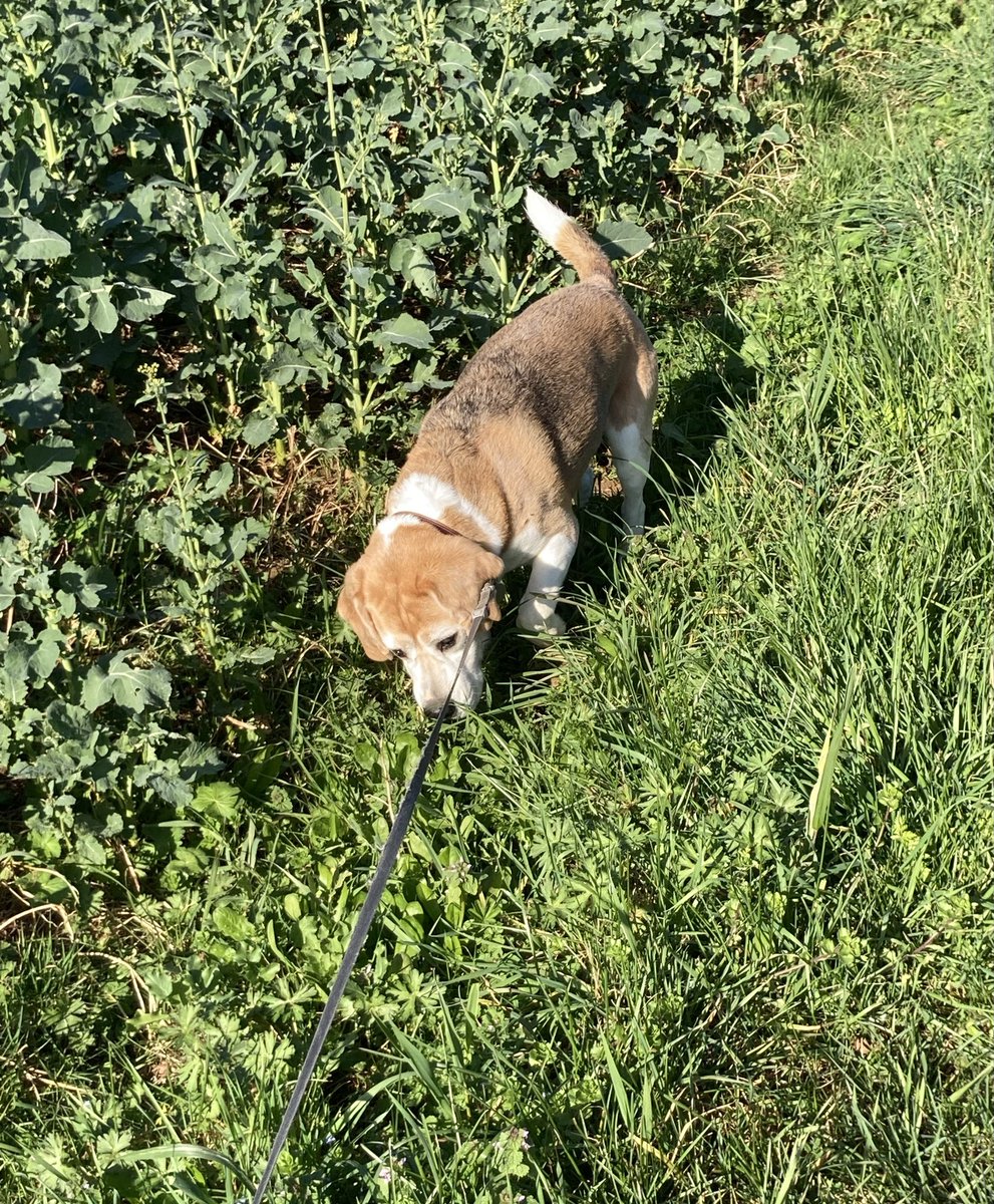 Beagle Bandit🐾🇫🇷 🇪🇺💙 tweet media