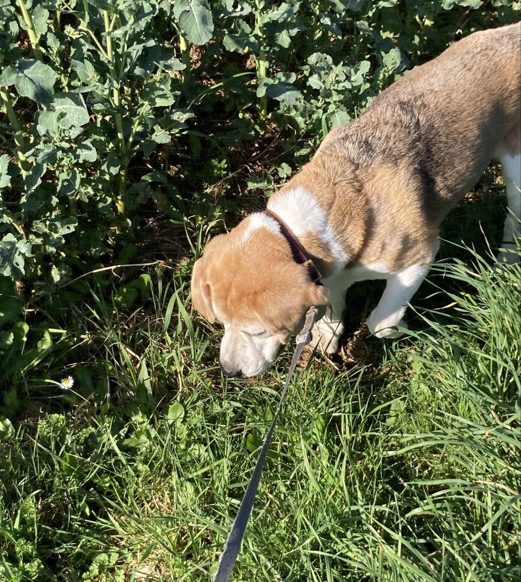 Beagle Bandit🐾🇫🇷 🇪🇺💙 tweet media