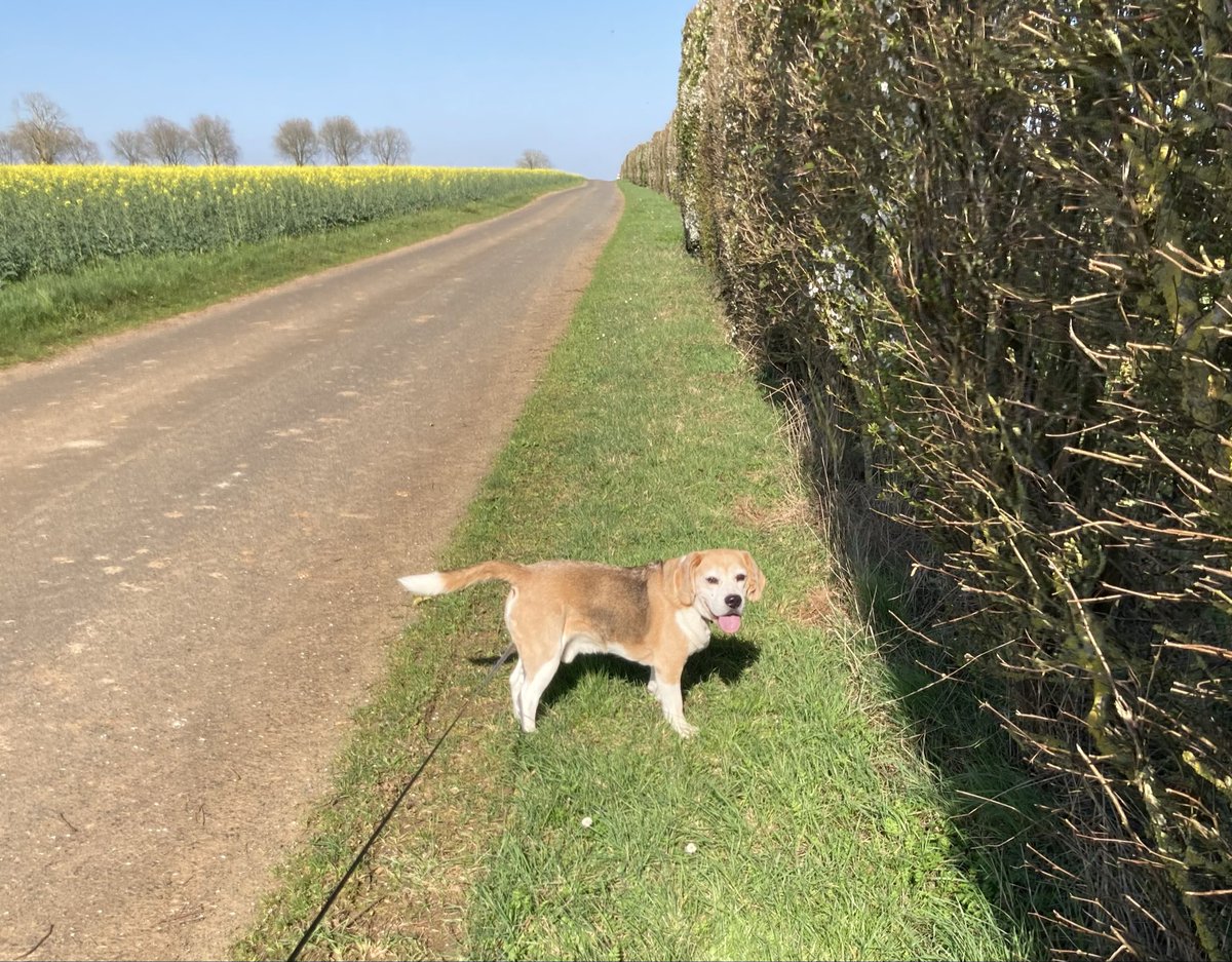 Beagle Bandit🐾🇫🇷 🇪🇺💙 tweet media
