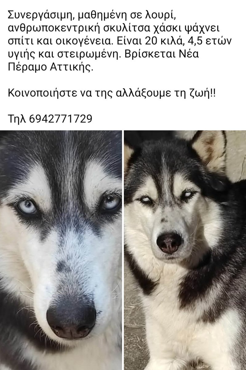 🆘️🆘️🆘️
Ανθρωποκεντρικη σκυλίτσα χάσκι αναζητεί σπίτι
4.5 ετών 20 κιλά υγιής κ στειρωμενη 
Βρίσκεται Νεα Περαμο Αττικής 
Για περισσότερες πληροφορίες επικοινωνία με το τηλ 
Rt 🙏 🙏 🙏