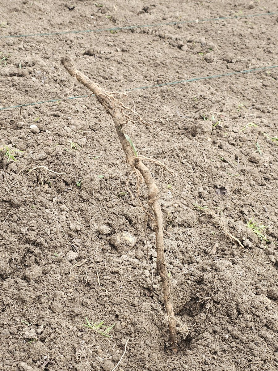 Keith McAdam 🏴󠁧󠁢󠁳󠁣󠁴󠁿 tweet media