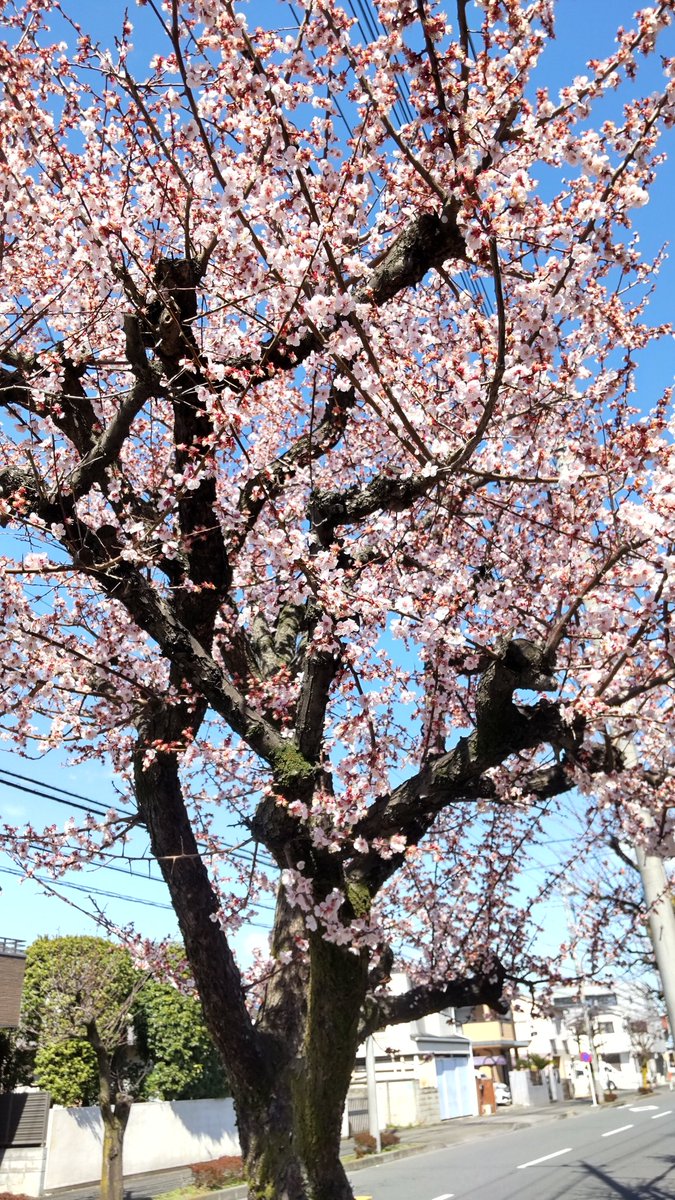 しょうじ tweet media