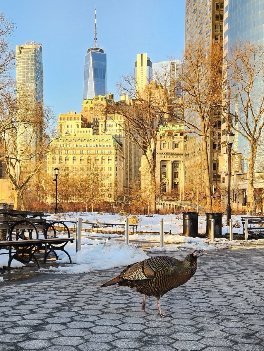 Manhattan Bird Alert tweet media