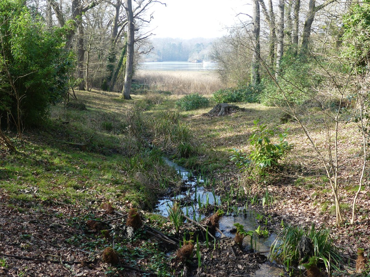 pmillar53's tweet photo. The far end of Exbury Gardens opens out onto the Beaulieu River, almost opposite Buckler's Hard, so there is always water to enjoy. https://t.co/t36qeP6Foq