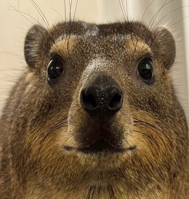 OCTANO💉 tweet media