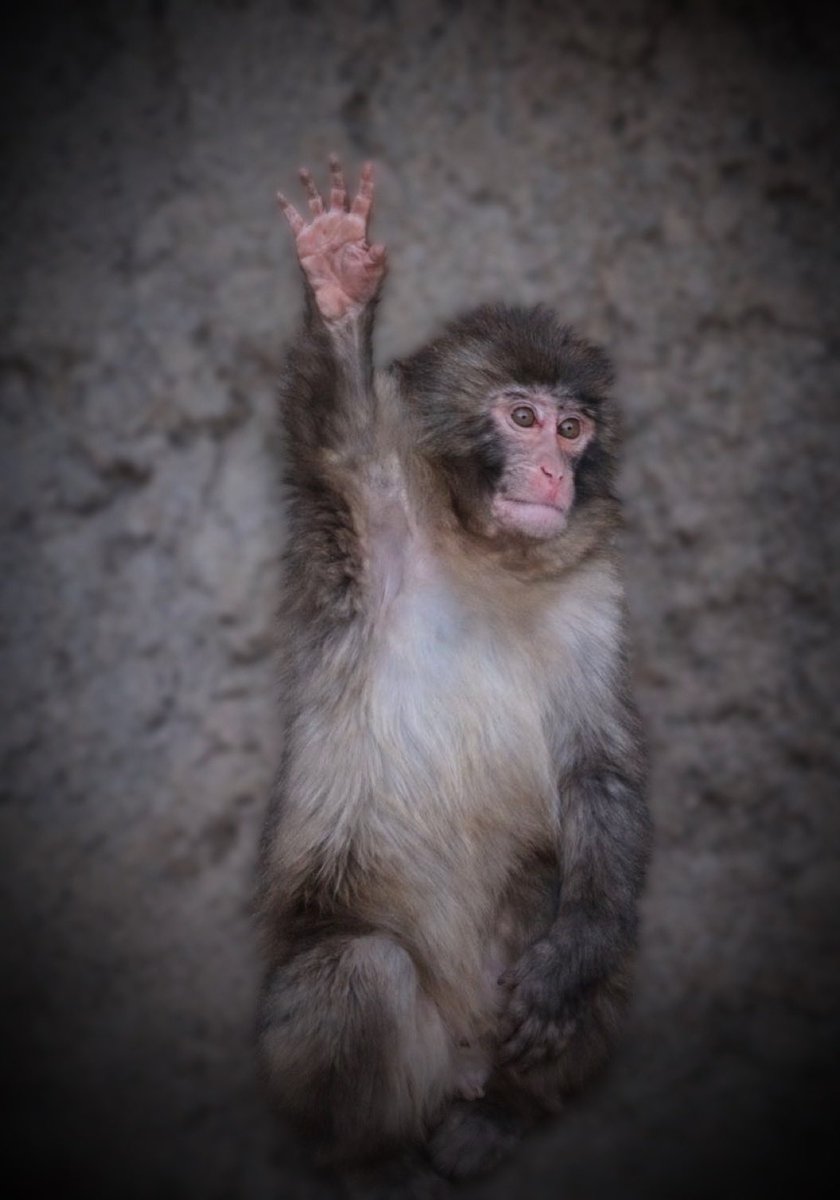 ✎ ᝰJᥱ𝘇𐰁 💎🫶🏻 tweet media