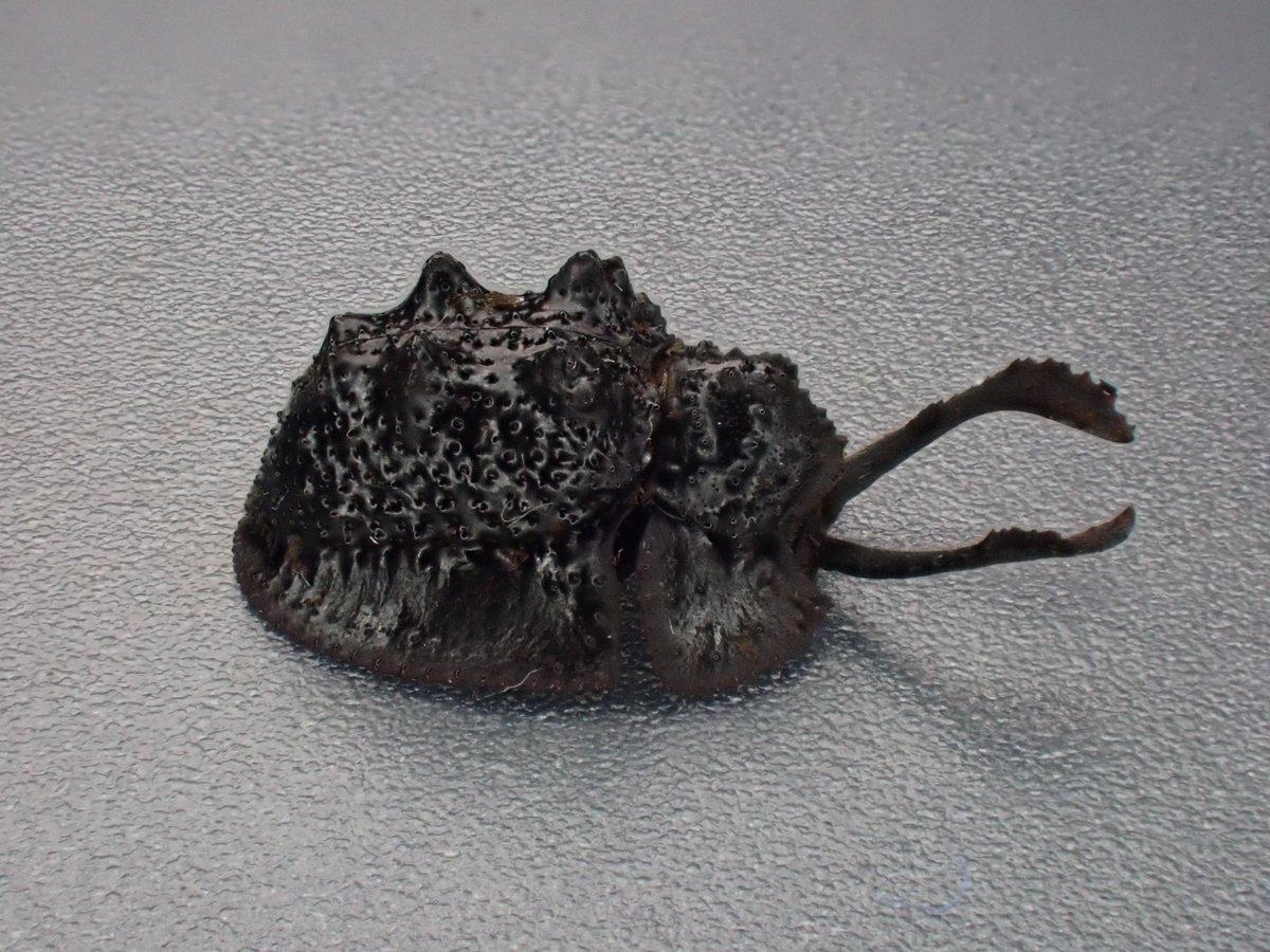 Vol.3 #ゴミムシダマシはいいぞ #Tenebrionidae