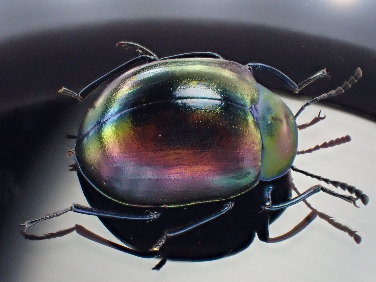 Vol.3 #ゴミムシダマシはいいぞ #Tenebrionidae