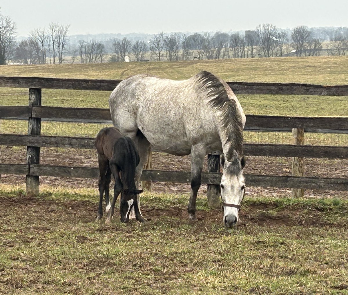 Interstellar Thoroughbreds tweet media