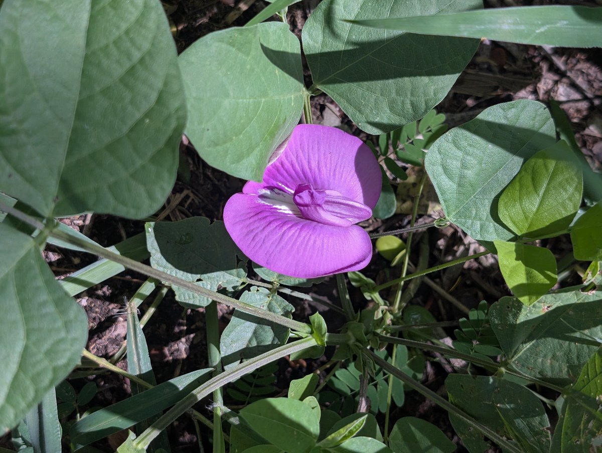 PMounou's tweet image. Je vous envoie toute la paix et la sérénité que vous pouvez recevoir!

#jardin #love
