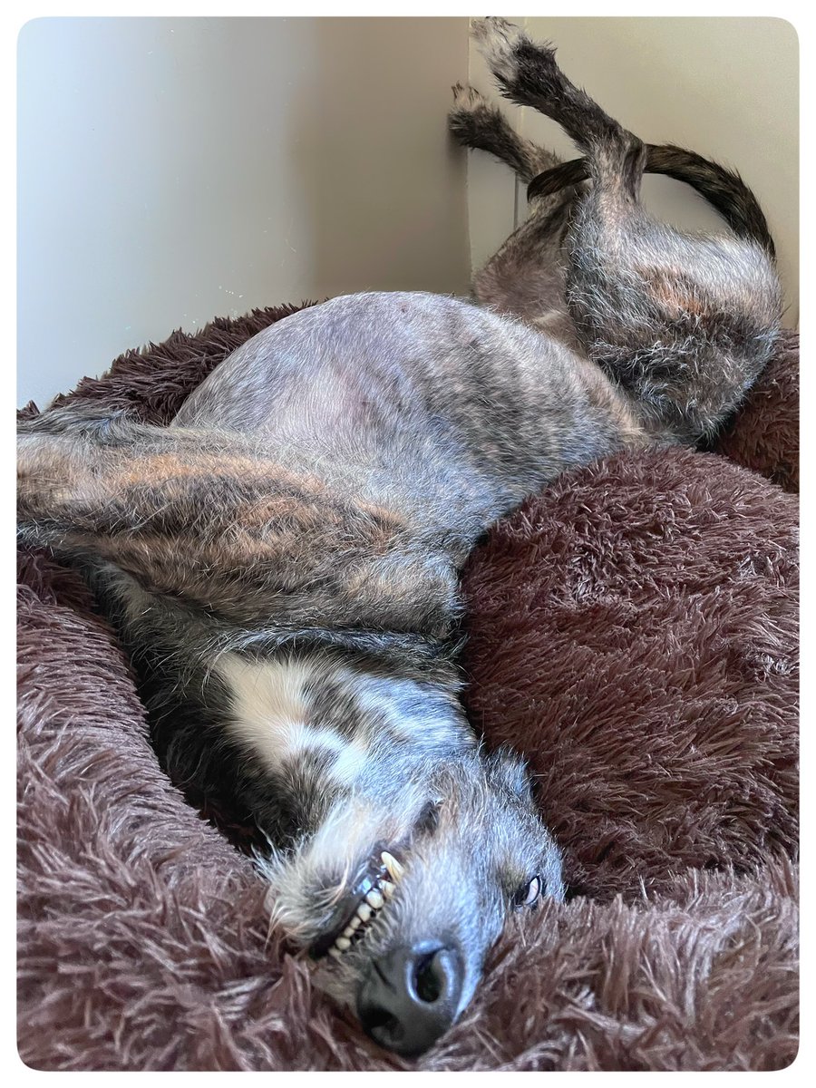 flyabout7's tweet photo. Come with me as we hunt for Lord Ralphington. 👀

He’s been absent from the living room since he ate his tea earlier. 

And here he is…….🙄

Zorsted and upstairs in his favourite new bed 😴

#LazyLurcher
#Zorsted
#AdoptDontShop https://t.co/7sa3YAmMrW