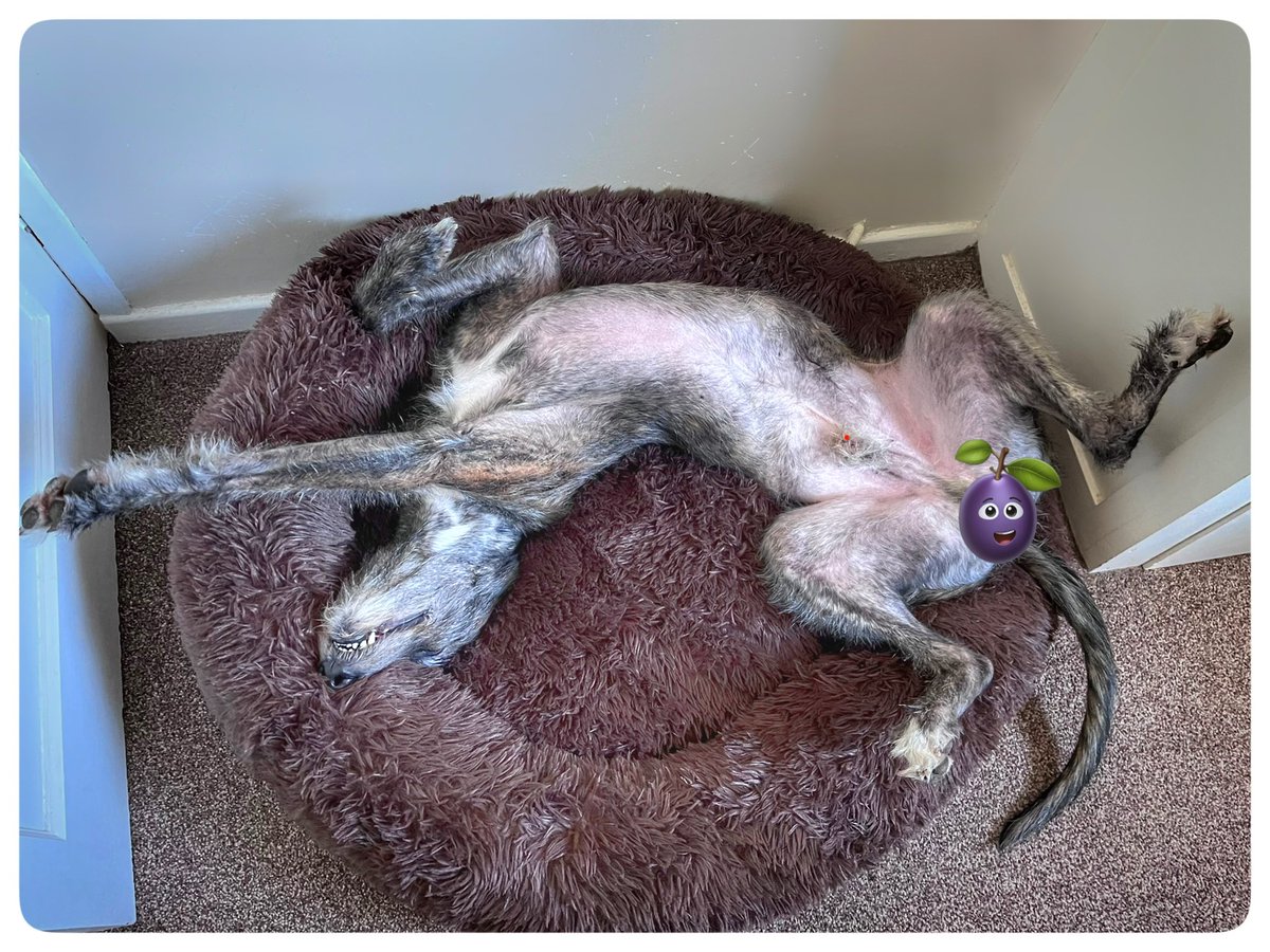 flyabout7's tweet photo. Come with me as we hunt for Lord Ralphington. 👀

He’s been absent from the living room since he ate his tea earlier. 

And here he is…….🙄

Zorsted and upstairs in his favourite new bed 😴

#LazyLurcher
#Zorsted
#AdoptDontShop https://t.co/7sa3YAmMrW