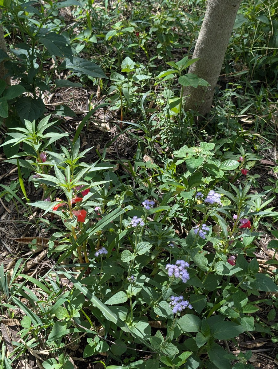 PMounou's tweet image. Je vous envoie toute la paix et la sérénité que vous pouvez recevoir!

#jardin #love