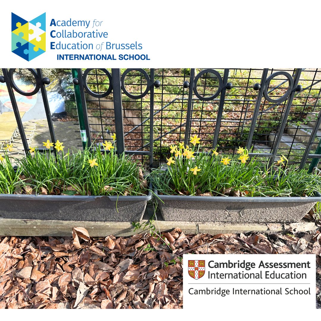 ACE of BRUSSELS INTERNATIONAL SCHOOL tweet media