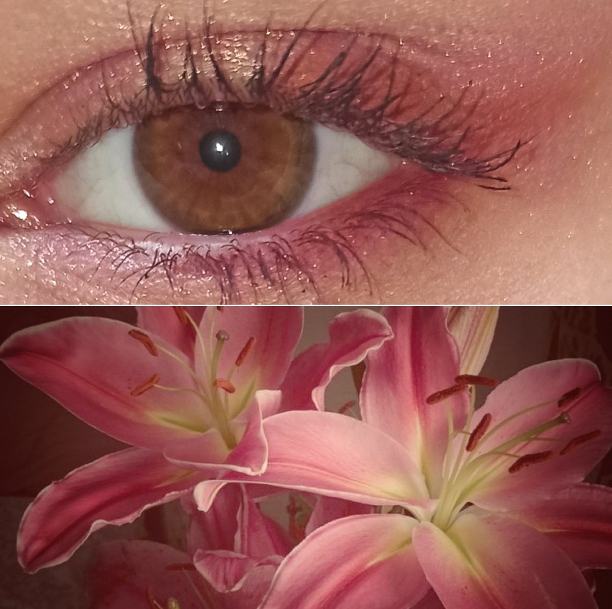 ozmo⋆˚ 𓆝⋆. tweet media