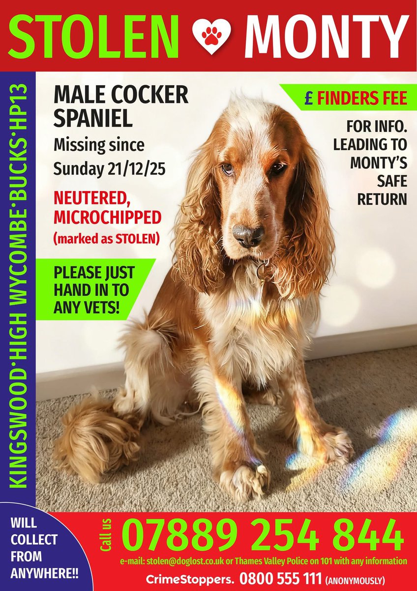 #SpanielHour 
MONTY missing. He was in #Kingswood last time.
He bolted off from my Dogwalker and haven't found him. Wearing tag 
#HighWycombe #BUCKS #HP13 
21/12/25 
PLS BRING HIM HOME 
doglost.co.uk/dog/201373
<a href="/02031961pat/">pat faulkner</a> <a href="/qu1ncey/">Liz Quinn</a> <a href="/HelWittman2/">Hel Wittman</a> <a href="/RachaelB100/">Rachael</a> <a href="/BitofDecorum/">Debby Morris 🐕🐾💕</a>