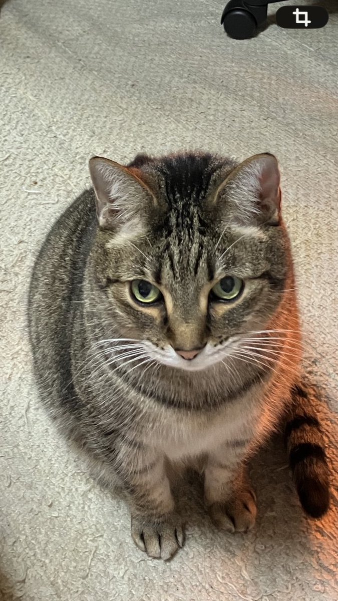 よろしくニャン✌️😸