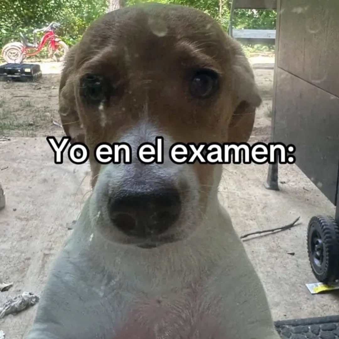 acervo doguinhos (@acervodoguinhos) on Twitter photo 