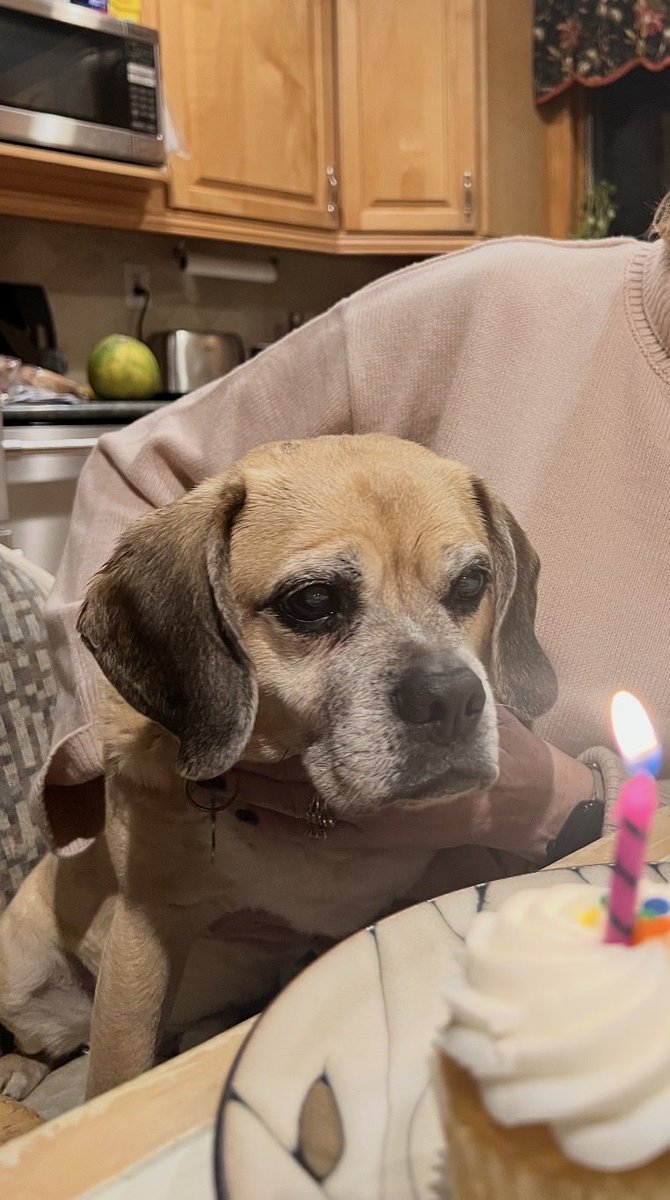 Rascal the Puggle tweet media