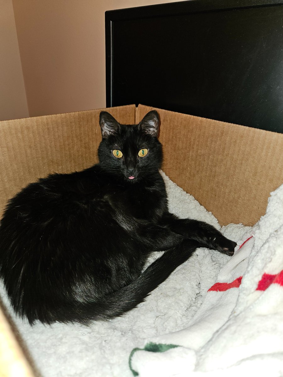 DizneeMagic's tweet photo. @GTWScar Merry (the black one) and Holly (the tabby) both send their well wishes for a speedy recovery Scar. https://t.co/aaRJUY8OeQ