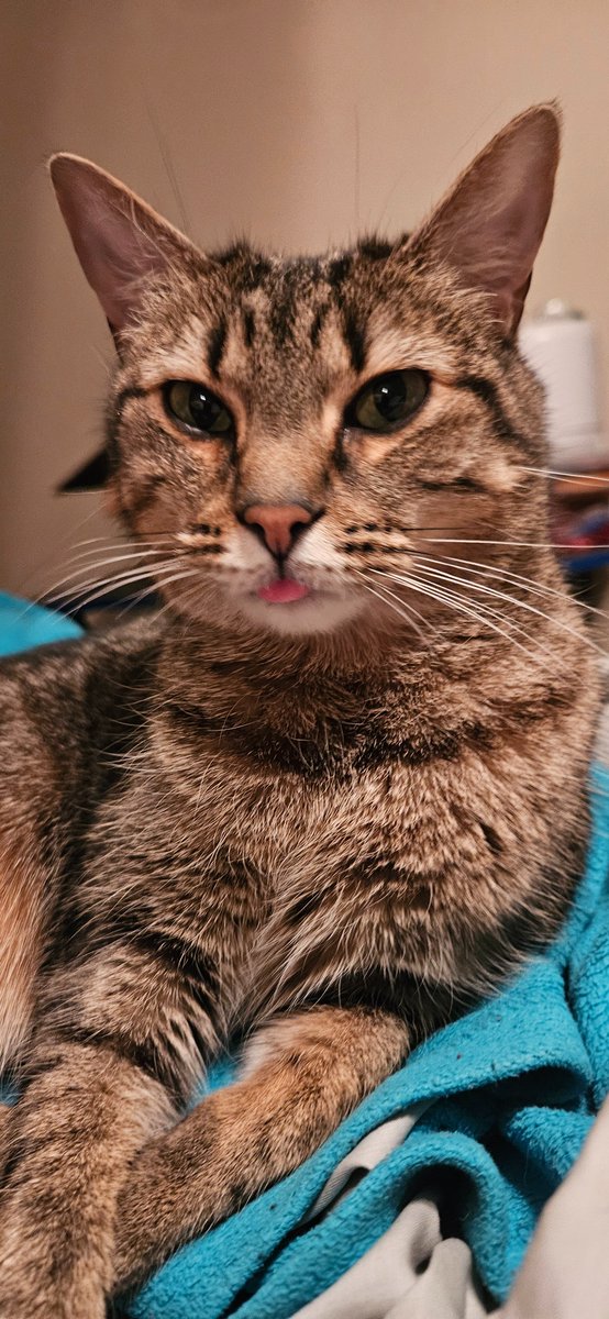 DizneeMagic's tweet photo. @GTWScar Merry (the black one) and Holly (the tabby) both send their well wishes for a speedy recovery Scar. https://t.co/aaRJUY8OeQ
