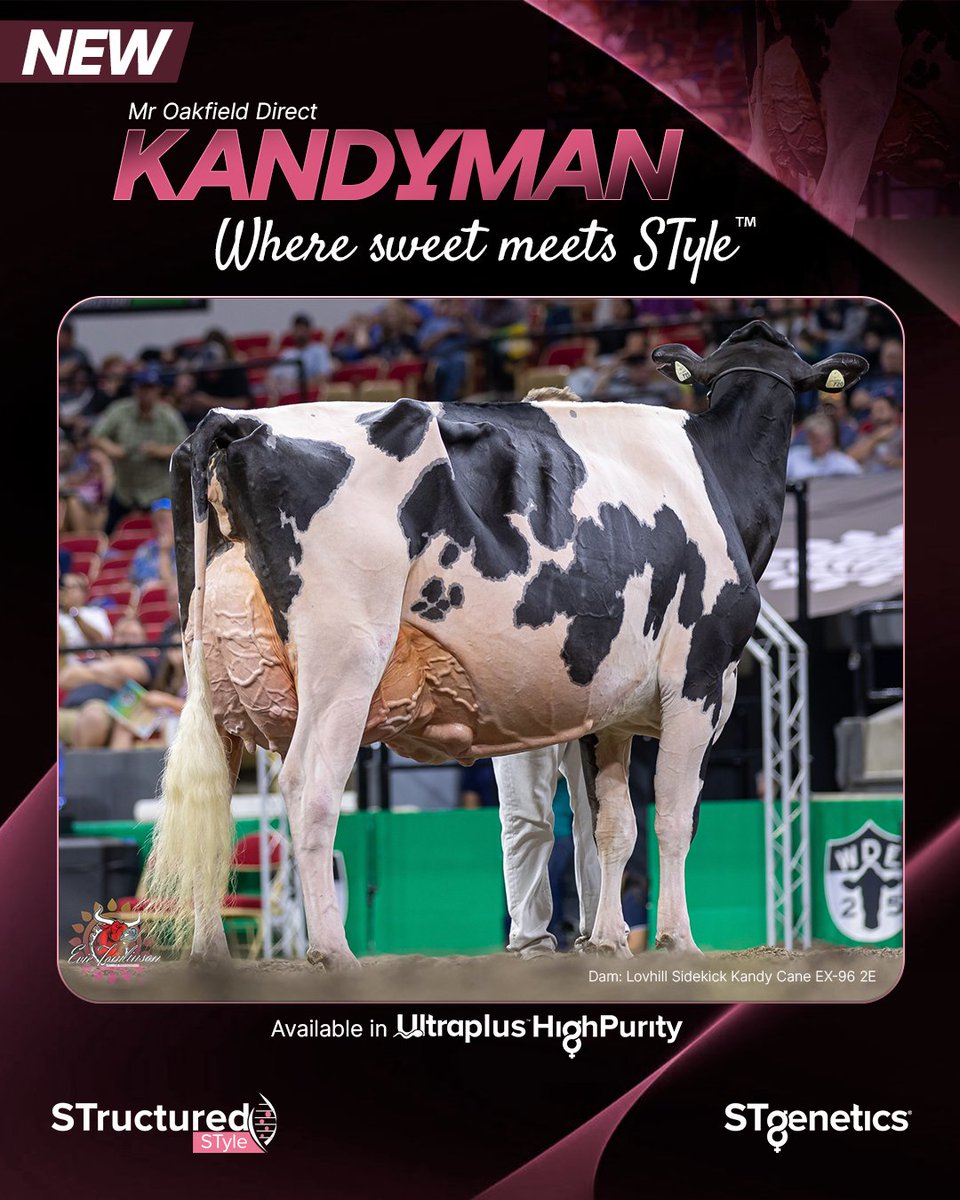 STgenetics's tweet image. 🍬 STgenetics is excited to release the new #STructure™ STyle sire, KANDYMAN, a Direct son from the 2025 International Holstein Show’s Grand Champion, Lovhill Sidekick Kandy Cane EX-96 2E!
KANDYMAN is +1.92 GPTAT +1.17 UDC
#KANDYMAN is available in #UltraplusHighPurity™