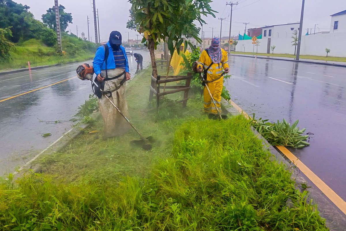 AlcaldiadeDaule's tweet photo. 🌿 Seguimos trabajando por un cantón más limpio y verde.
La Alcaldía mantiene y recupera áreas verdes, interviniendo parques y espacios públicos para brindar lugares seguros y adecuados para la recreación y convivencia familiar. 💚 https://t.co/MC9a0c4494