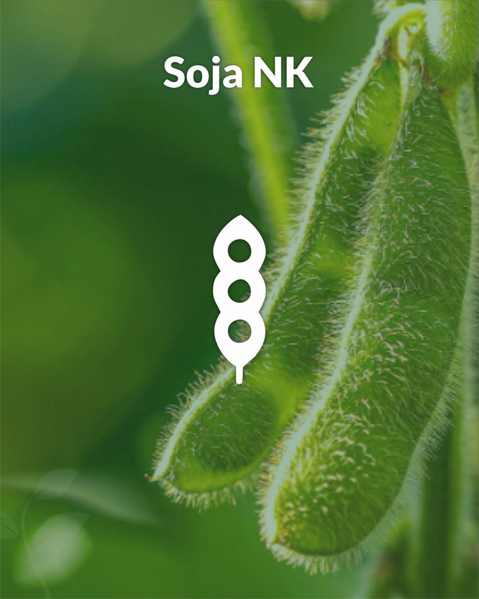 agronucleo's tweet photo. 🌱 Soluciones pensadas para potenciar el rendimiento de tu lote, campaña tras campaña.
 🤝En Agronucleo te asesoramos para elegir la mejor alternativa según tu lote y tu objetivo productivo.
📲 Escribinos. 

#nksemillas #cercadelproductor #agronucleo https://t.co/TGKaWt2Iyq