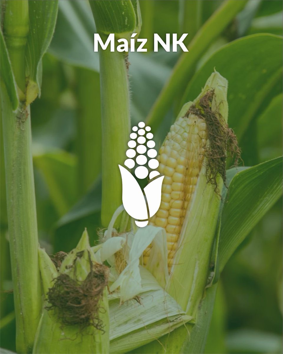 agronucleo's tweet photo. 🌱 Soluciones pensadas para potenciar el rendimiento de tu lote, campaña tras campaña.
 🤝En Agronucleo te asesoramos para elegir la mejor alternativa según tu lote y tu objetivo productivo.
📲 Escribinos. 

#nksemillas #cercadelproductor #agronucleo https://t.co/TGKaWt2Iyq