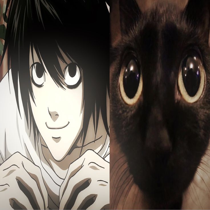 banquito 🍄 tweet media