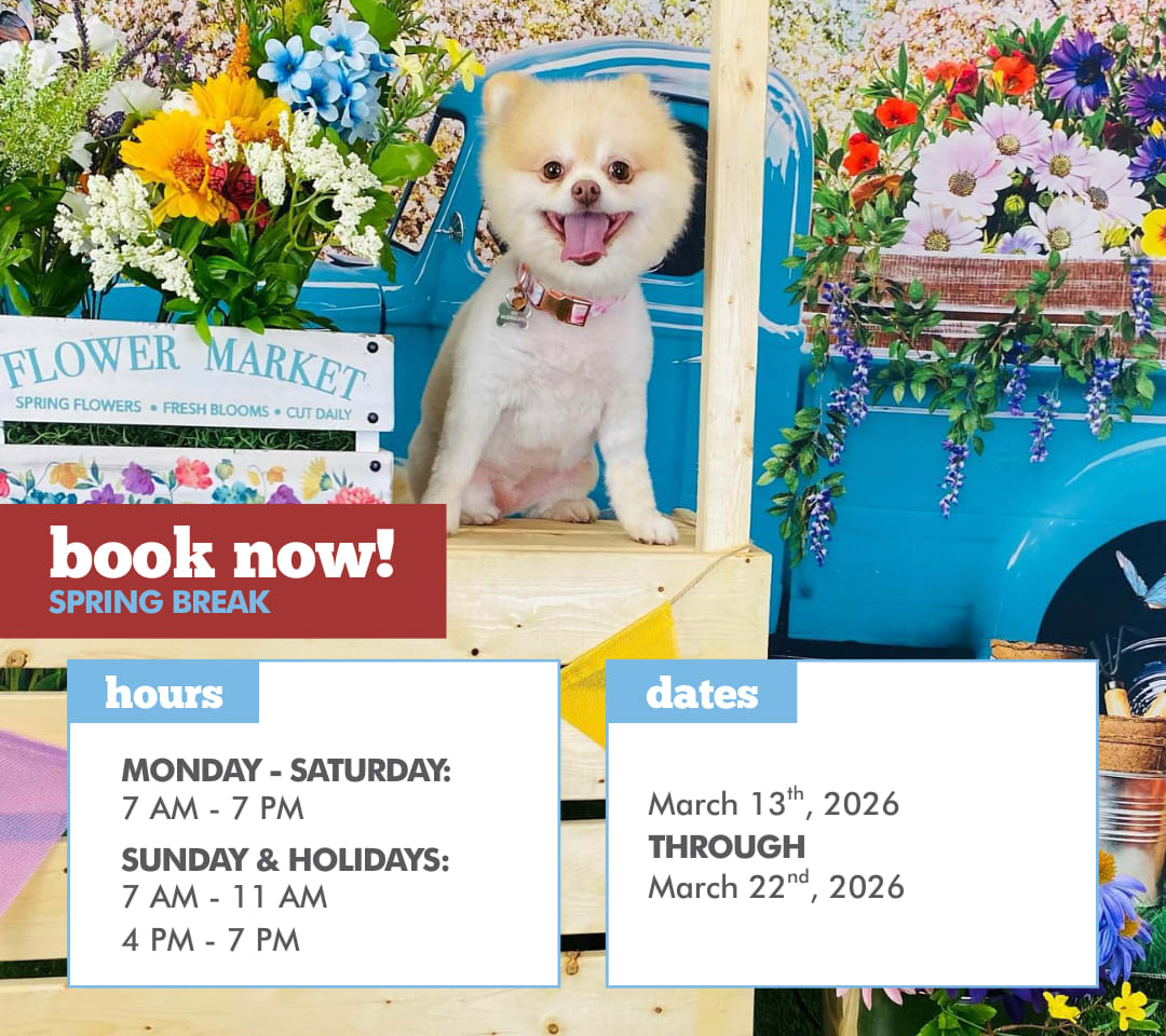 CampBowWow Henderson tweet media