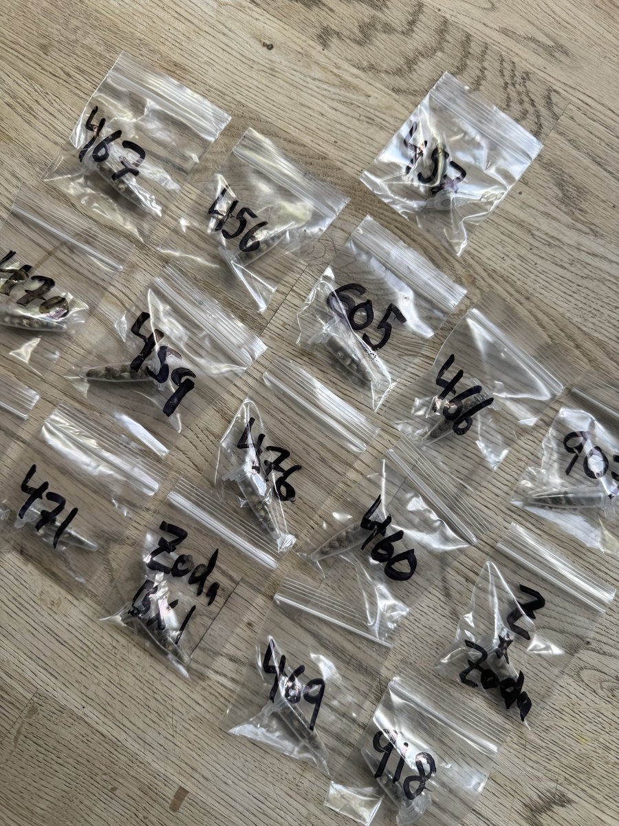 Maine Trees tweet media