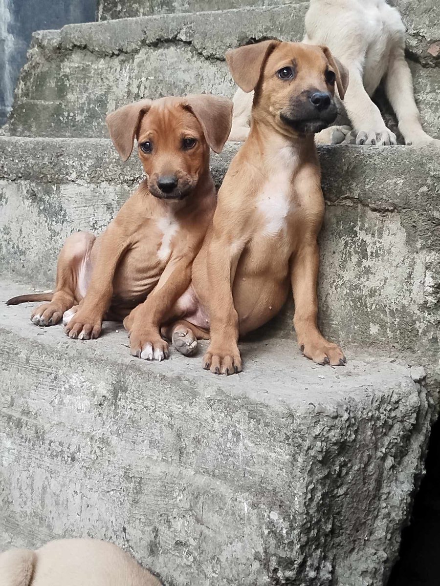 Petare José Félix Rivas, 0424-231-2830. Adopción responsable. Caso de terceros en Caracas