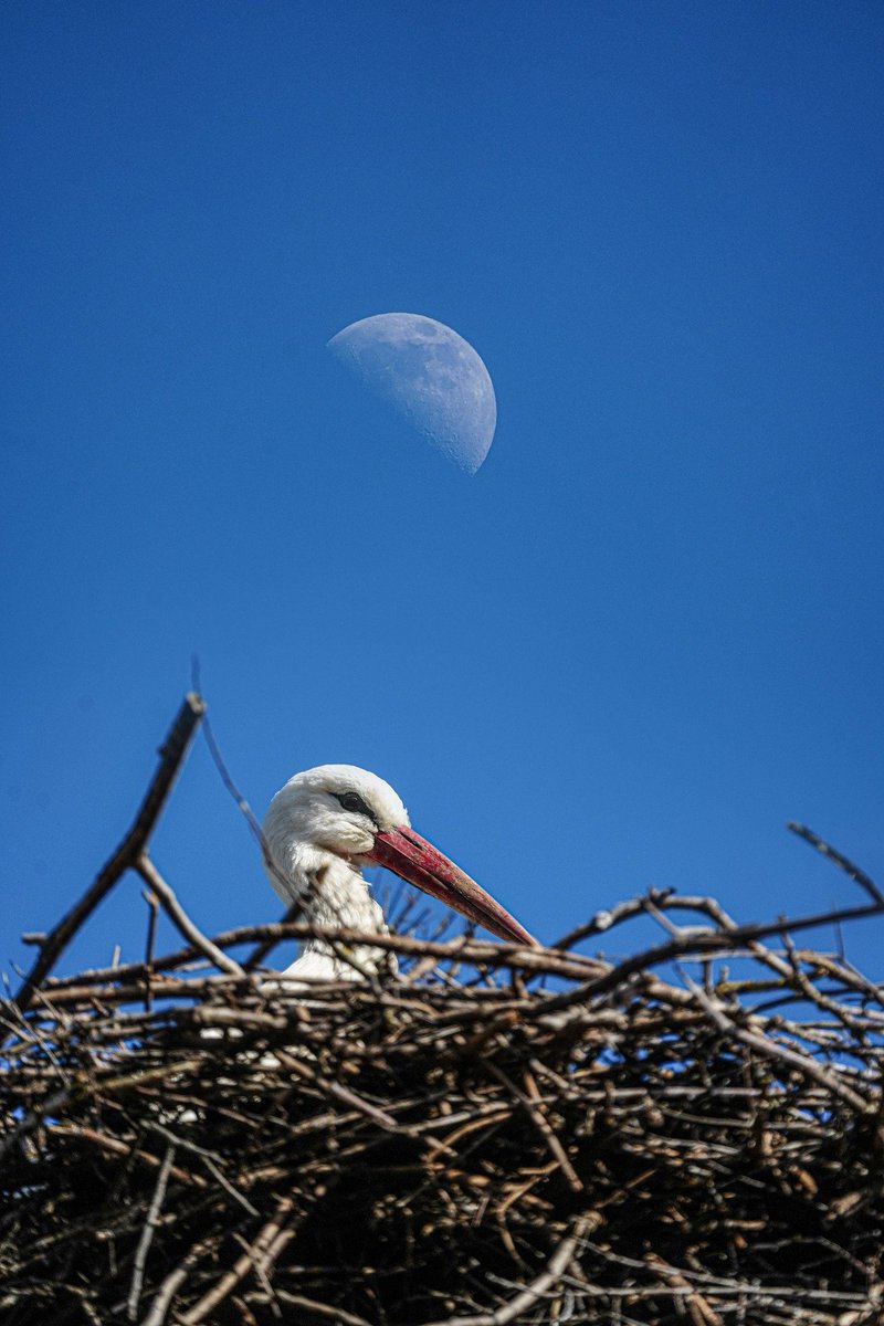 Esperanza Martín tweet media