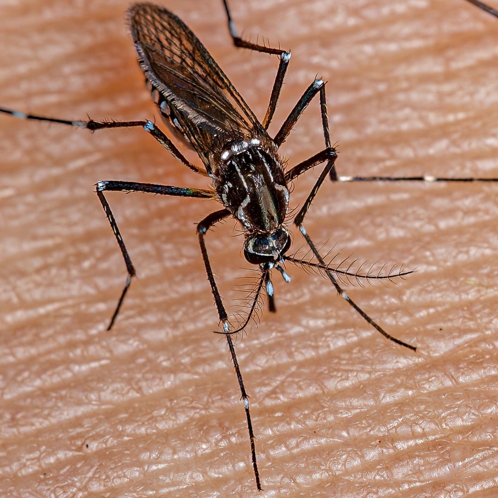305Mosquito's tweet image. Thanks to #Miami's @CommunityPapers for the 🦟❤️ and for running our "Wintertime #FighttheBite #mosquito control tips to residents" press release. Click communitynewspapers.com/miami-dade-cou… to read it now. 

📷: @iNaturalist