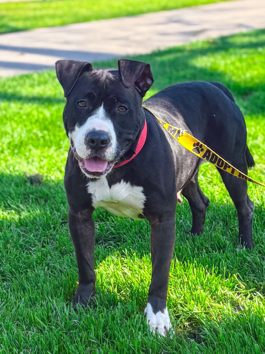 PetCircleWaco's tweet photo. Meet Eleven | 2 yrs | 55 lbs | Cuddle bug! π
Now that her puppies have been adopted, it's her turn to be spoiled.
πΎ Rough & rowdy when itβs playtime
πΎ Playful, social, and oh-so-friendly
Come meet her today!
#petcirclewaco #offthecircle #adoptdontshop #fosteringsaveslives https://t.co/HTinJNmZew