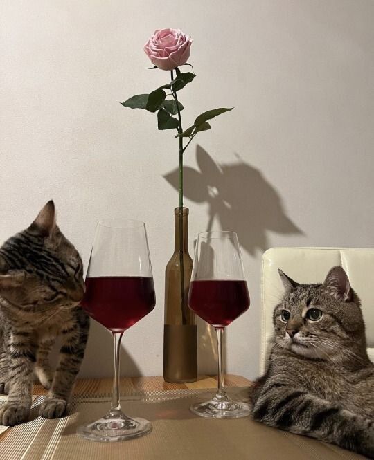 cats.jpg (@catsdotjpg) on Twitter photo 