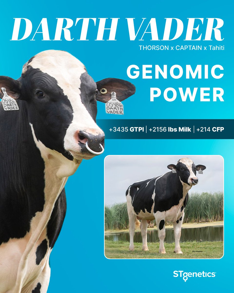 STgenetics's tweet image. #DARTHVADER — Outstanding production traits backed by a bloodline of Proven Performance!

DARTH VADER is +3435 GTPI +1224 NM$
DARTH VADER is +2156 lbs Milk +214 CFP
DARTH VADER is +1264 Eco$ &amp;amp; A2A2
Available in #UltraplusHighPurity™: bit.ly/3WMhiTx