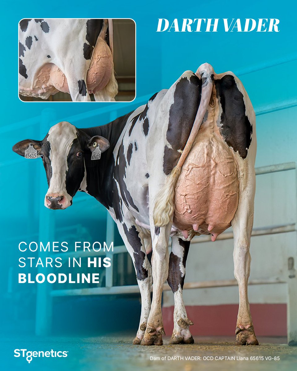 STgenetics's tweet image. #DARTHVADER — Outstanding production traits backed by a bloodline of Proven Performance!

DARTH VADER is +3435 GTPI +1224 NM$
DARTH VADER is +2156 lbs Milk +214 CFP
DARTH VADER is +1264 Eco$ &amp;amp; A2A2
Available in #UltraplusHighPurity™: bit.ly/3WMhiTx