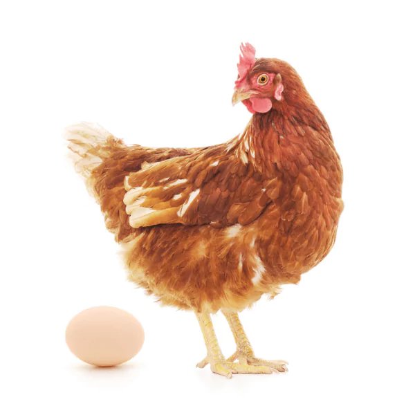 4.
• fongui (i ‘confongui’)🪢fongués (i ‘confongués’)
• jagui (o ‘jegui’)(i ‘ajagui’)🪢jagués (i ‘ajagués’)
• molgui🪢molgués
• mogui🪢mogués
• paregui (i ‘aparegui’, ‘desaparegui’, etc.)🪢paregués (i ‘aparegués’, ‘desaparegués’, etc.)
• pongui🪢pongués
• tingui🪢tingués
+