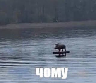 Milaer | Амбасадорка дівочих ласк tweet media