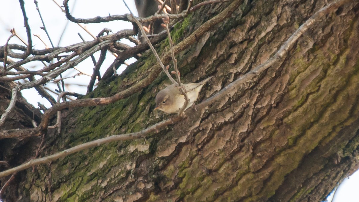 IanGenge's tweet photo. There's been a good variety of bird species using the Common Oak tree in our garden in urban Yardley B25 today including the first Chiffchaff I've seen this year &amp; a pair of Coal Tits checking out a nesting box @EcoRecording @Team4Nature #urbanbirding https://t.co/CXeItcmje9