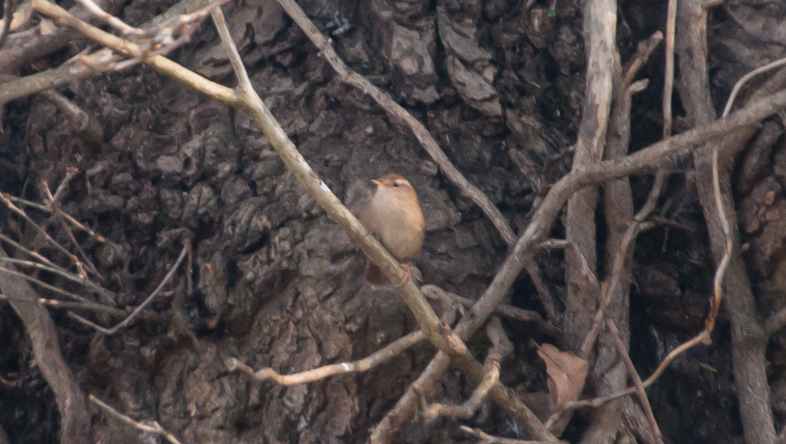 IanGenge's tweet photo. There's been a good variety of bird species using the Common Oak tree in our garden in urban Yardley B25 today including the first Chiffchaff I've seen this year &amp; a pair of Coal Tits checking out a nesting box @EcoRecording @Team4Nature #urbanbirding https://t.co/CXeItcmje9