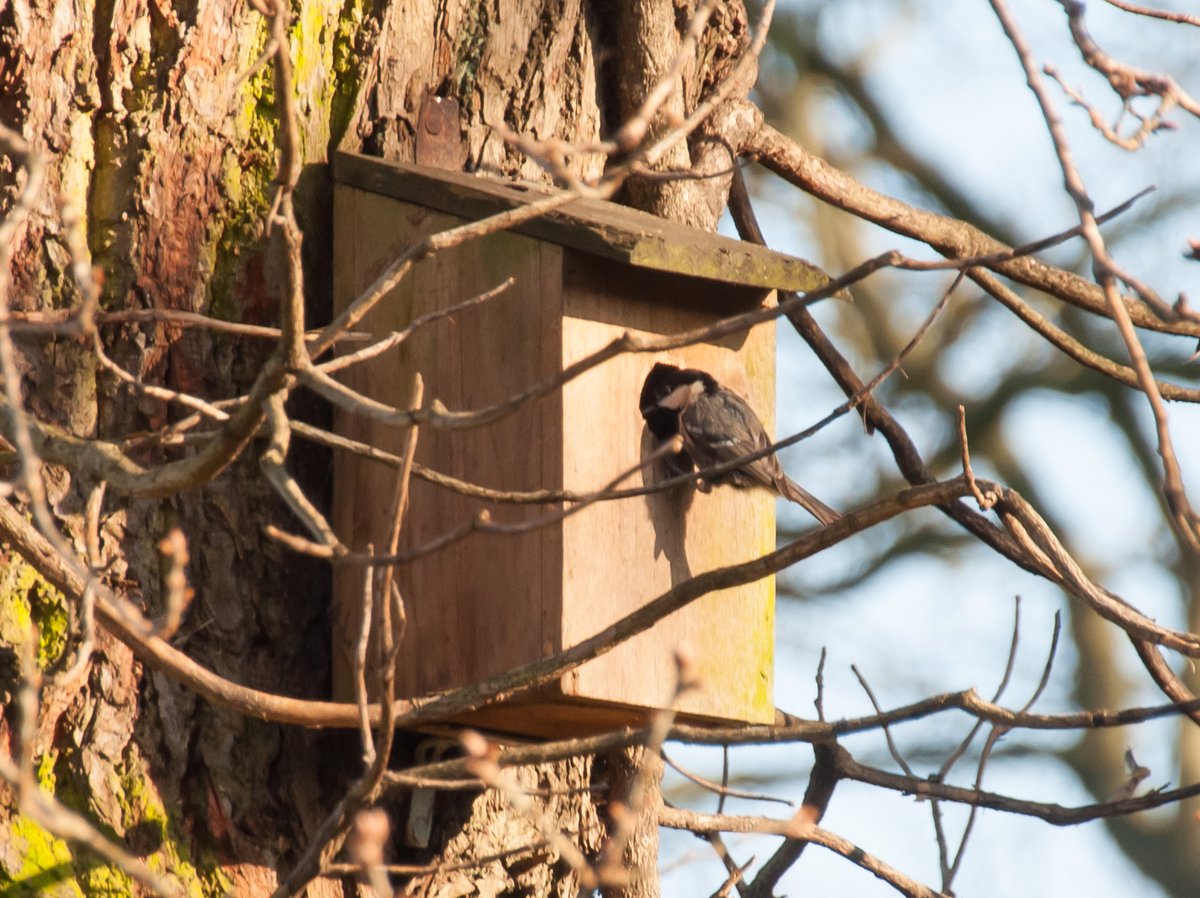IanGenge's tweet photo. There's been a good variety of bird species using the Common Oak tree in our garden in urban Yardley B25 today including the first Chiffchaff I've seen this year &amp; a pair of Coal Tits checking out a nesting box @EcoRecording @Team4Nature #urbanbirding https://t.co/CXeItcmje9